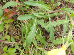 Oenothera humifusa