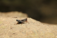Batrachidea planus