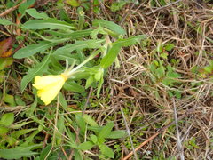 Oenothera humifusa
