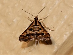 Diasemia grammalis