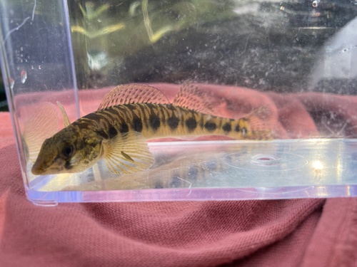 Blotchside darter (Percina burtoni) — Percidae — 5