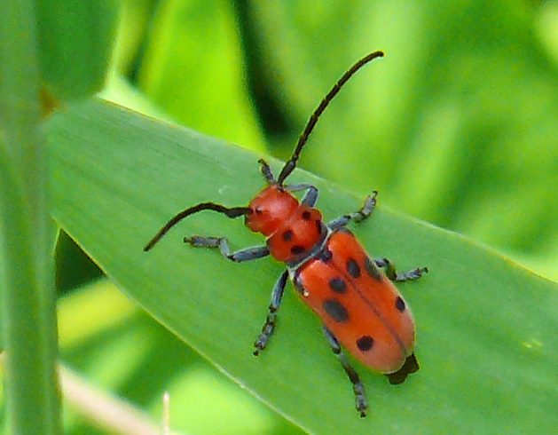 Red Milkweed Beetle (First State NHP Insects and Spiders) · iNaturalist