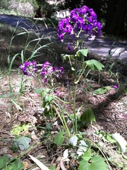 Pericallis × hybrida