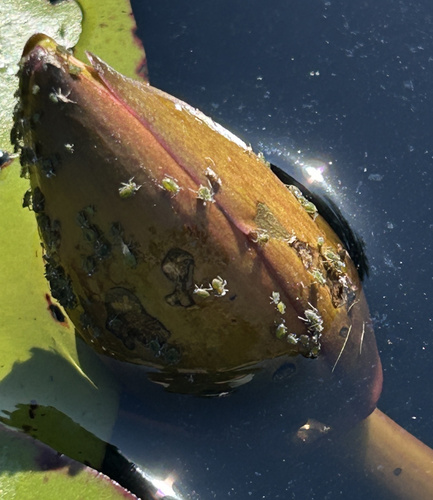 Waterlily aphid photo 3