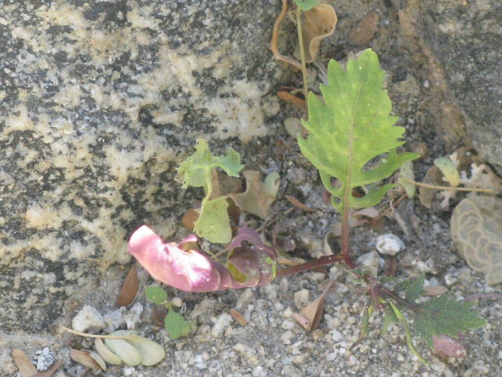 Flowering Plants From Riverside County CA USA On October 4 2023 At   Large 