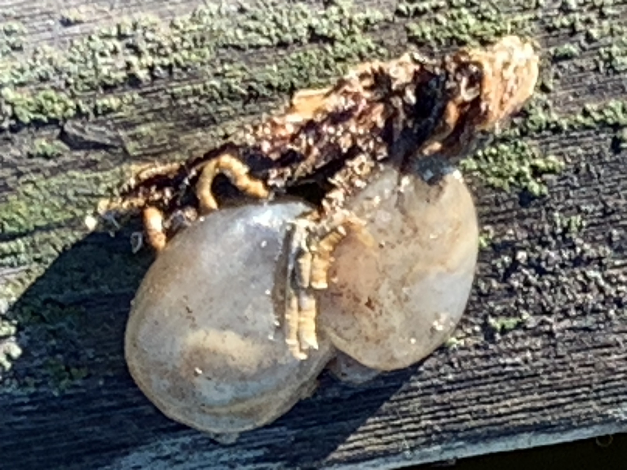 Molgula manhattensis (De Kay, 1843)