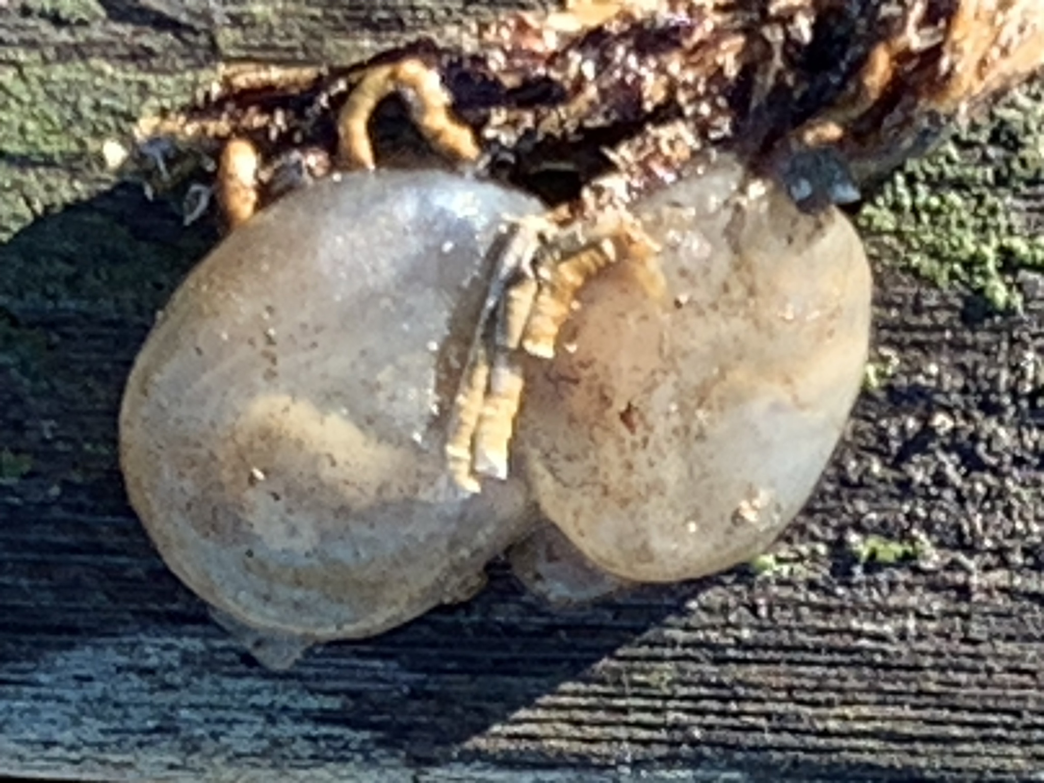 Molgula manhattensis (De Kay, 1843)