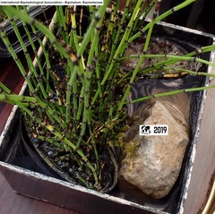 Equisetum scirpoides
