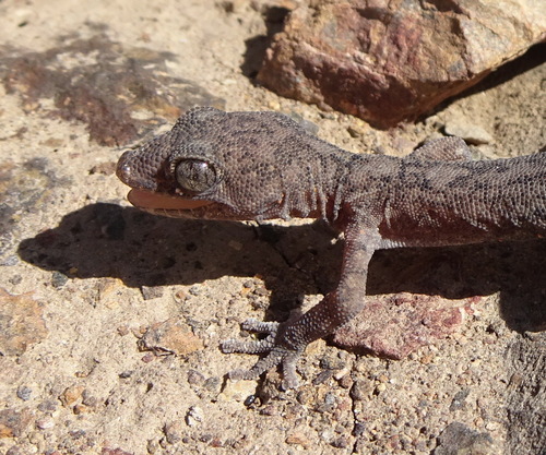 South American Leaf-toed Gecko, Phyllodactylus gerrhopygus