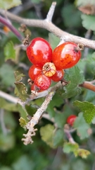 Ribes tortuosum