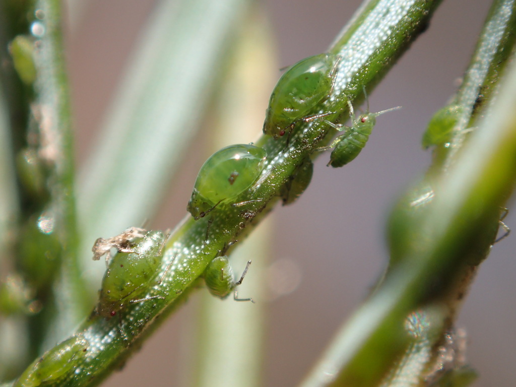 Spruce aphid, Green spruce aphid
