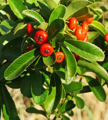 Pyracantha crenulata