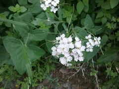 Dryopetalon runcinatum