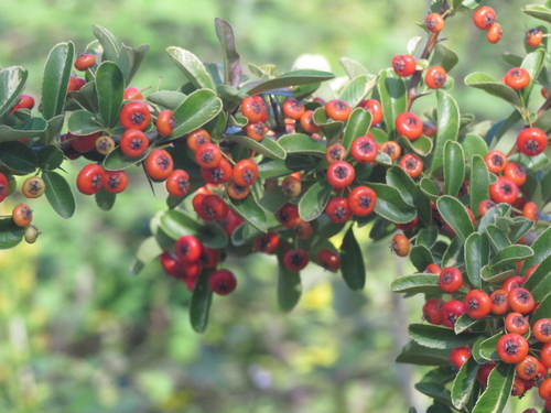 Pyracantha crenulata