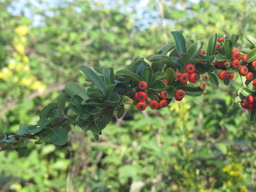 Pyracantha crenulata