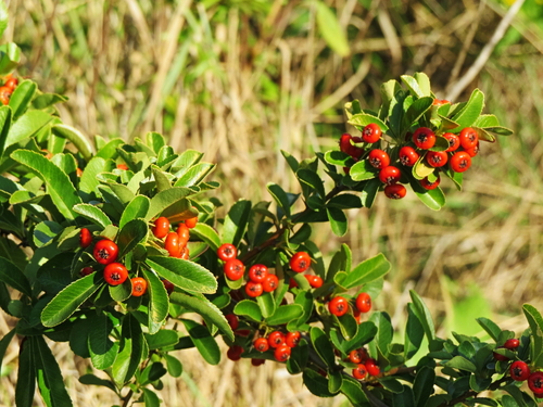 Pyracantha crenulata