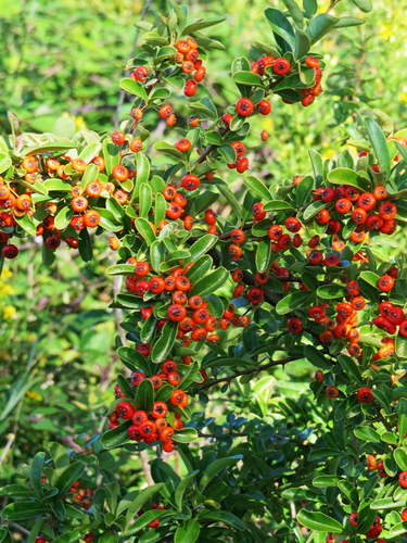 Pyracantha crenulata