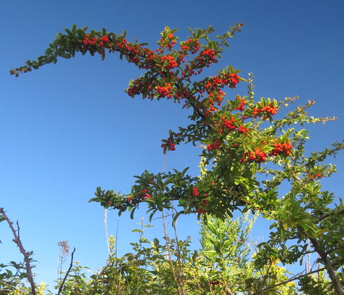 Pyracantha crenulata
