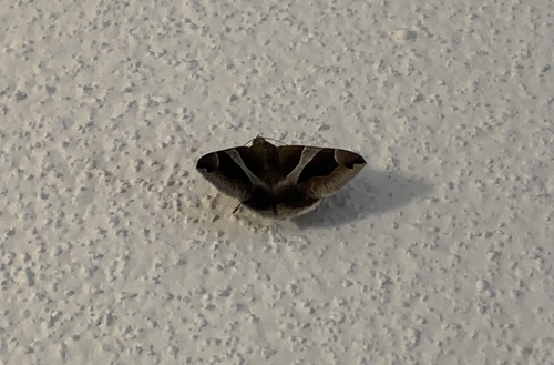 Dysgonia algira