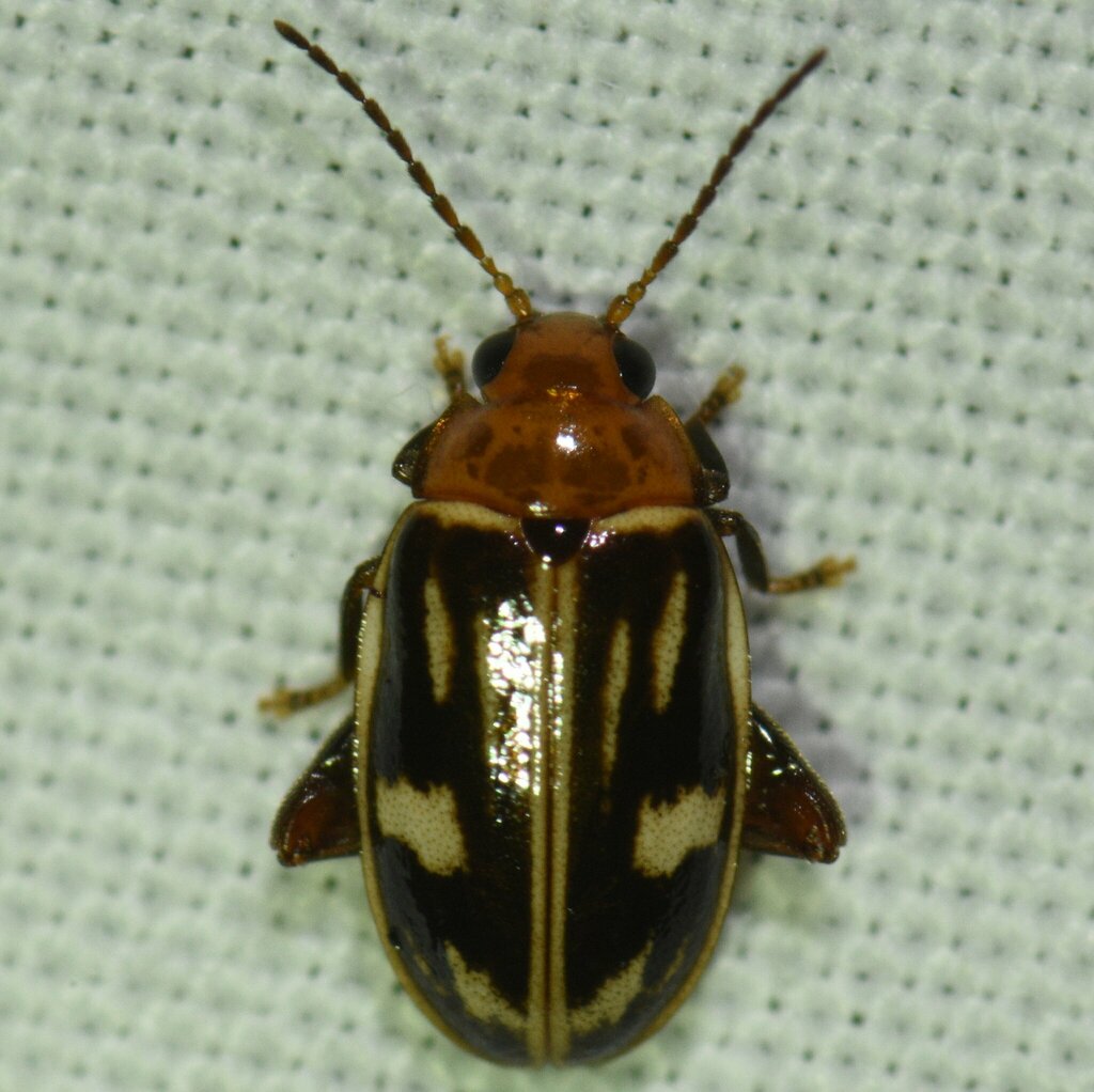 Ora trobertii