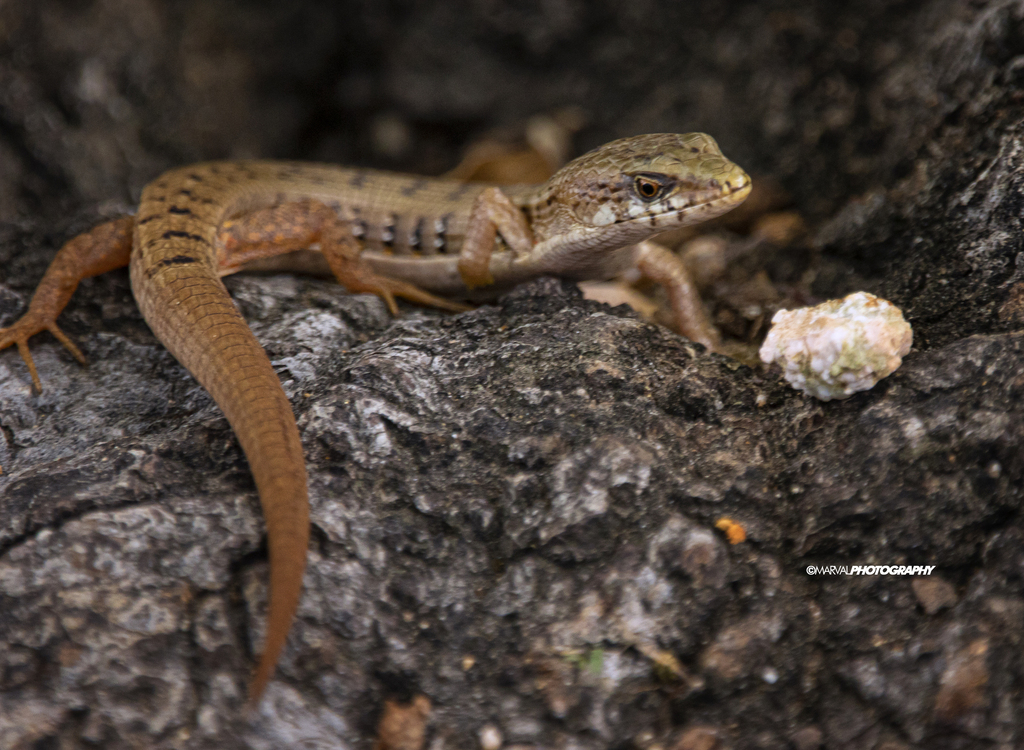 San Lucan Alligator Lizard