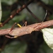 Meluchopetalops banausus - Photo (c) Edson Guilherme, algunos derechos reservados (CC BY-NC), subido por Edson Guilherme