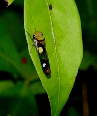 Dilobopterus exaltatus