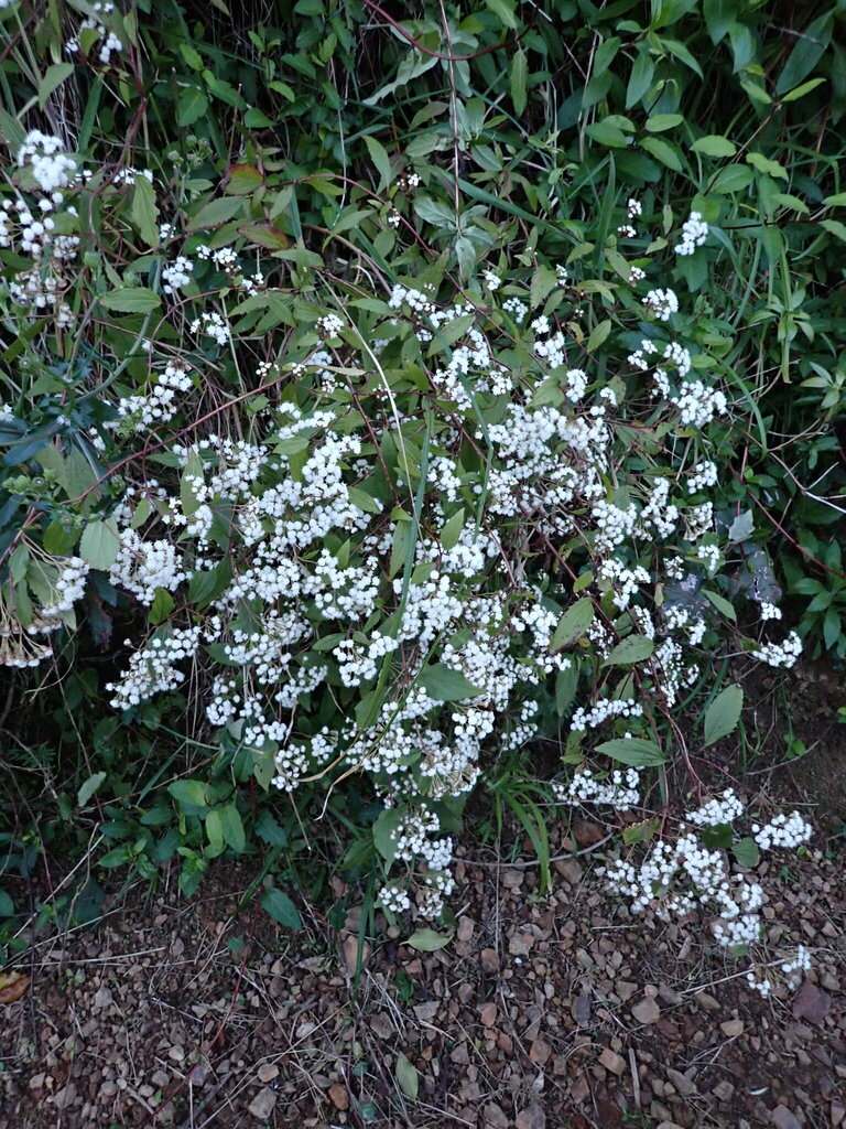 mist flower from Thorndon, Wellington, New Zealand on October 4, 2023