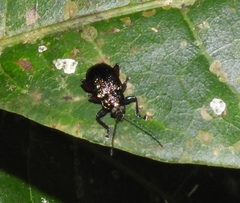 Sternocolaspis peruana