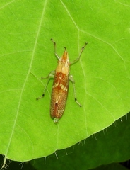 Raphirhinus phosphoreus