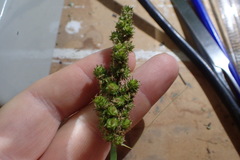 Carex fissa