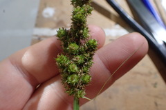 Carex fissa