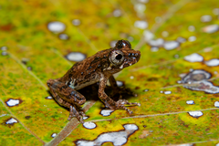 Bahia Snouted Treefrog photo 1