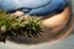 Carex fissa