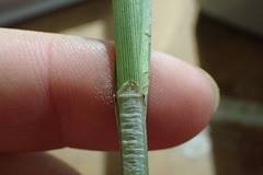 Carex fissa