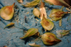 Carex fissa