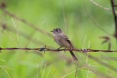 Empidonax minimus
