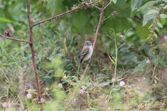 Empidonax