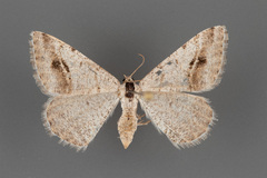 Digrammia pictipennata