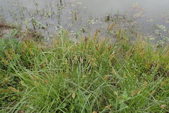 Carex fissa