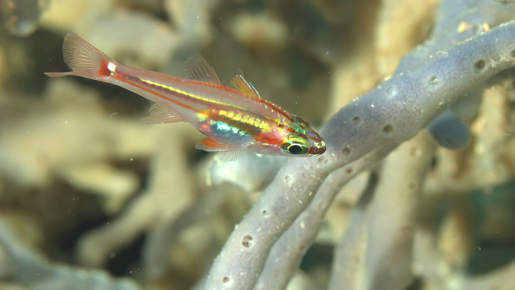 Blackvent cardinalfish (Ostorhinchus melanoproctus) — Apogonidae