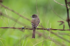 Empidonax minimus