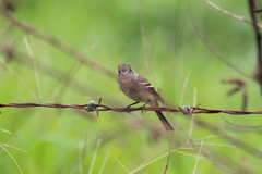 Empidonax minimus