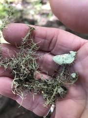 Usnea intermedia