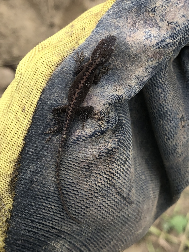 Green Anole from Raleigh Rd, Clinton, NC, US on September 28, 2023 at 0302 PM by kristin0107