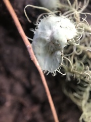 Usnea intermedia