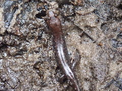 Desmognathus apalachicolae image