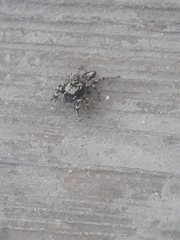 Habronattus sugillatus