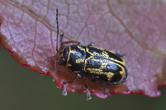 Pachybrachis hieroglyphicus