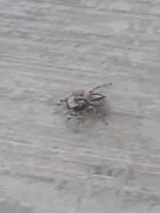 Habronattus sugillatus